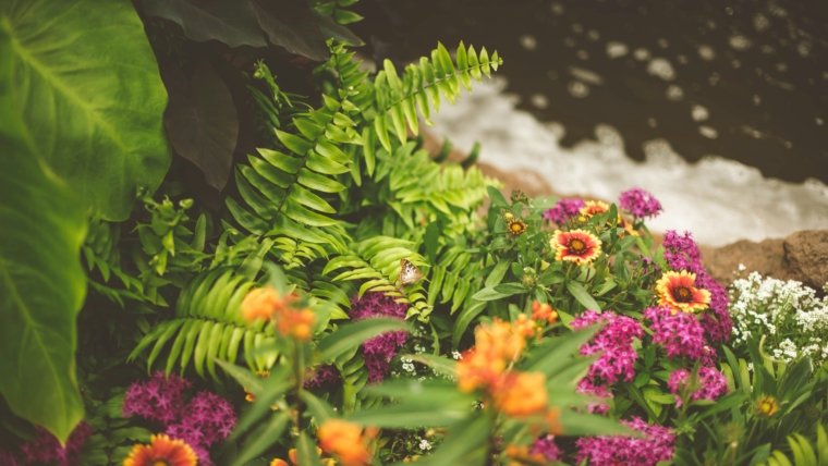 Plantas y especies
