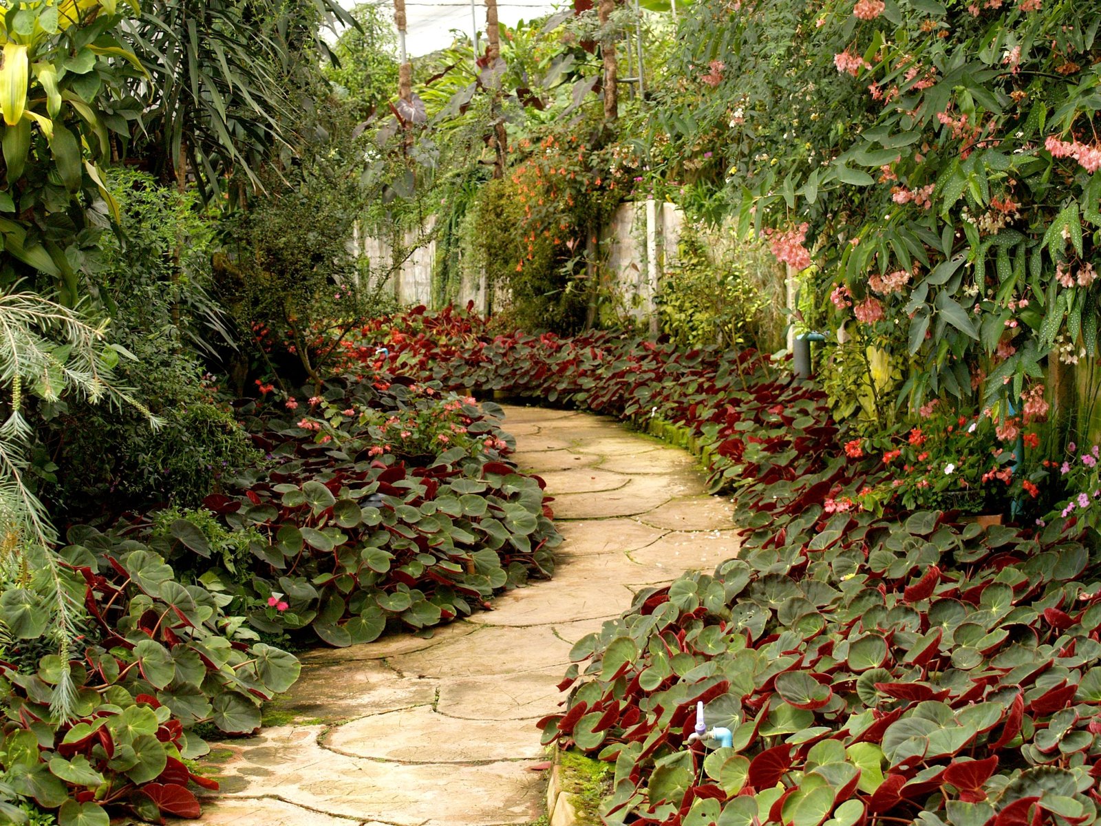 Diseño de jardines profesional con setos topiarios en la Costa Brava