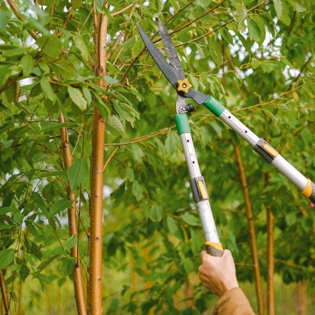 Poda profesional de árboles y arbustos en jardín de la Costa Brava